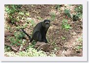 03LakeManyara - 71 * Samango Monkey.
